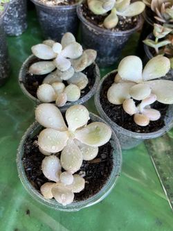 Moonstone Succulent Cuttings