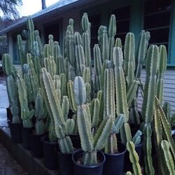 San Pedro cactus