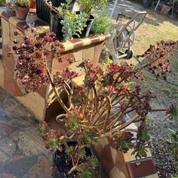 Beautiful Dark Red Rose Aeonium Tree Pot❤️