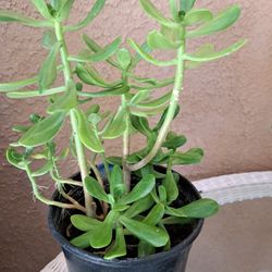 Outdoor Jade 