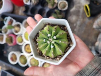 domino cactus