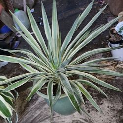 Verigated Mound Lily Plant In Glazed Clay Pot