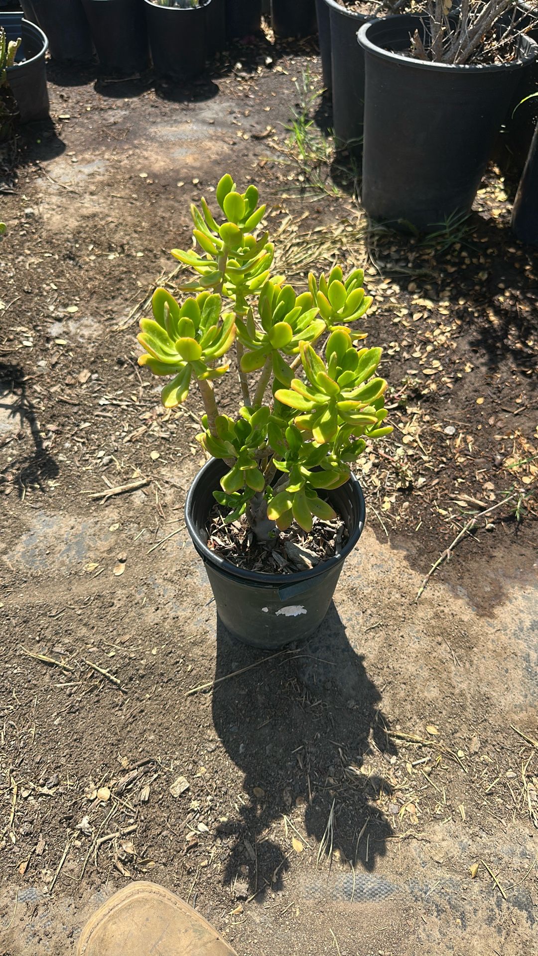 Plants