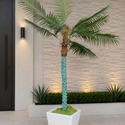 Palm Tree Plant 6ft Tall 
