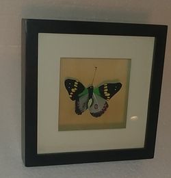 Hand Painted Feather Butterfly In A Black Frame