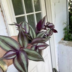 Tradescantia Plant Wandering Jew Inch Plant