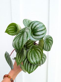 Pepperomia Watermelon Plant 4" Pot - Indoor House Plants