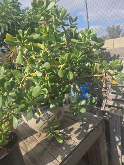Jade plant