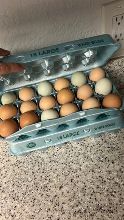 Fresh Eggs