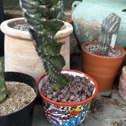 Spiral Cactus 
