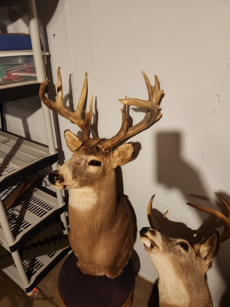 Trophy Deer Mount for Sale in Wayne, IL OfferUp