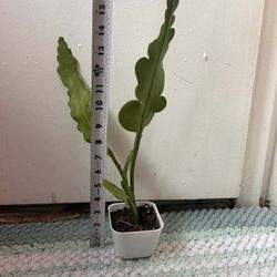 Queen Of The Night Read Description ⬇️