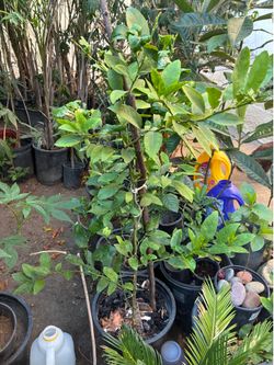Lime tree
