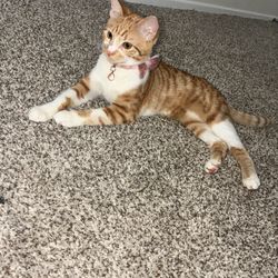 Cat And Everything Included 