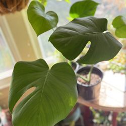 Small Monstera Plant Starter Plant 