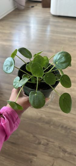 Chinese money plant