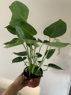 Mostera Delicious Indoor Plants 