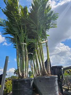 Christmas palms  double triple quadruple  over 8 feet tall insta privacy hedge for fence