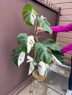 Xl monstera albo half moon leaves