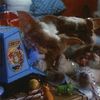 Gizmo 84 