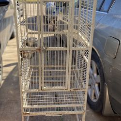 Bird Cage