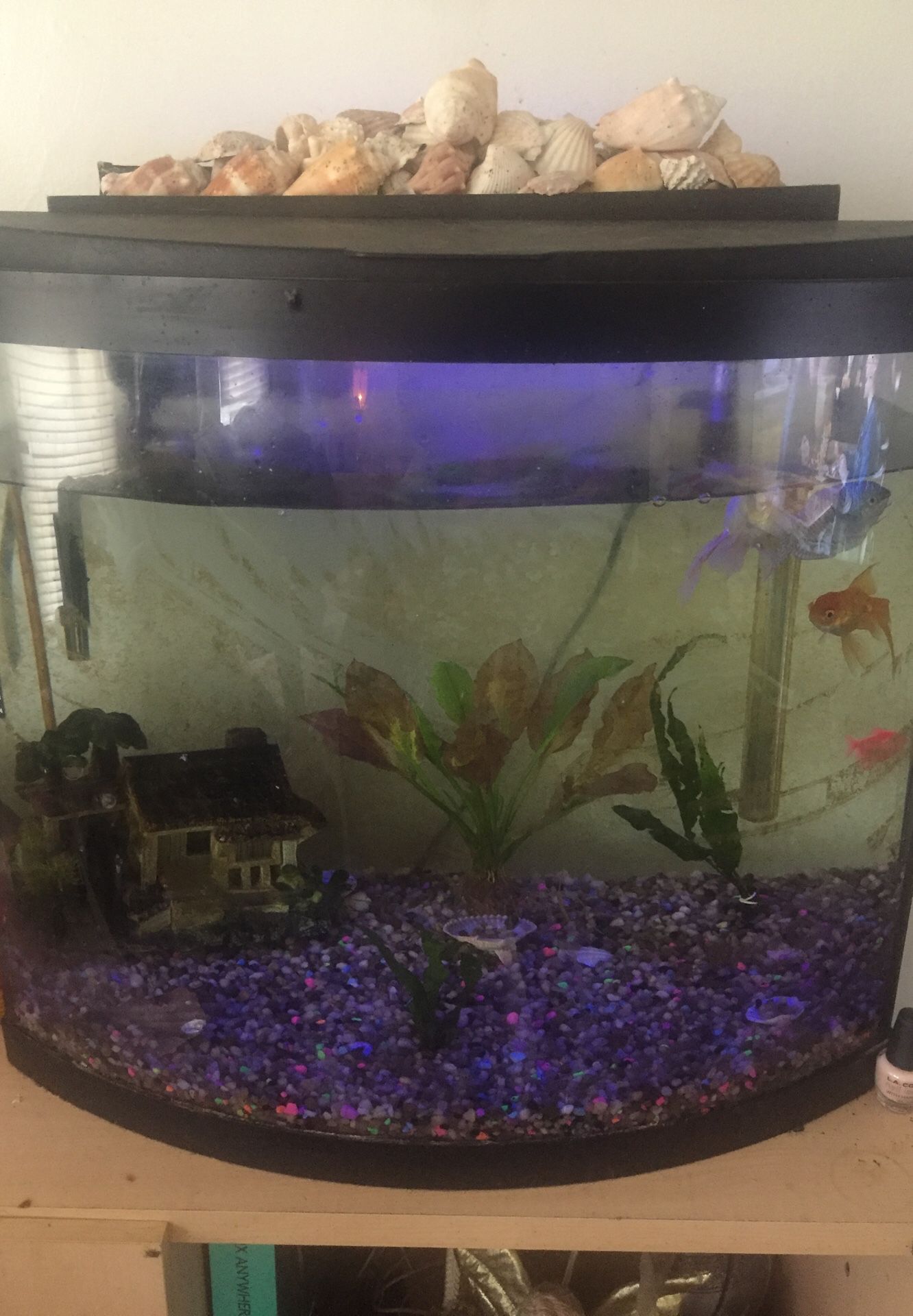 35 gallon fish tank bowed front