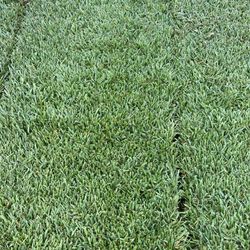 Sod Marathon2 1 Sqft
