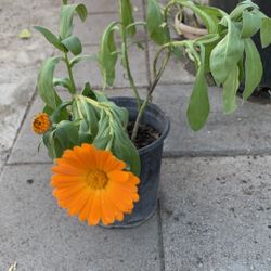 Marigolds Flowers 9$