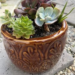 Large Beautiful Succulent 