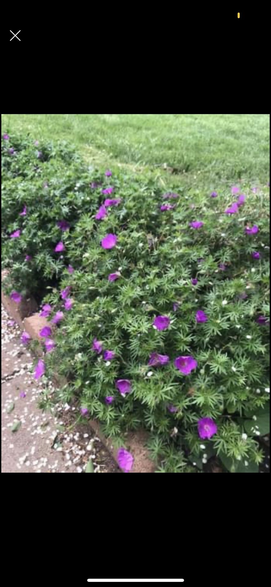 Perenni Cranesbill Geranium, Mini Flowering Bushes, Very Hardy