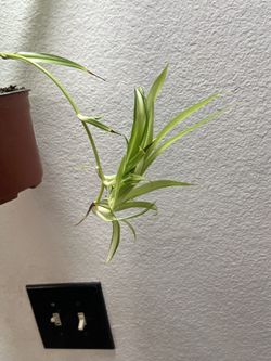Spider Plant