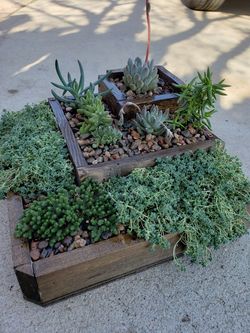 Succulent gardens for sale