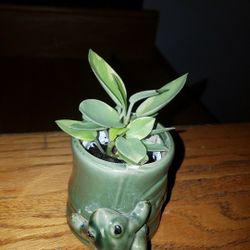 Variegated Peperomia Teardrop Rubber Plant Frog Cache Pot