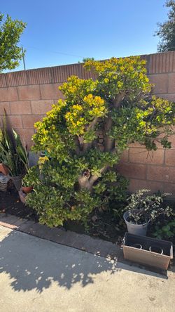 Jade plants