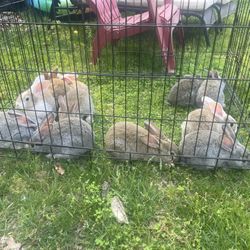 Rabbits Cage