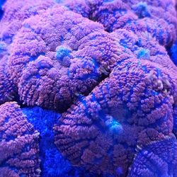 Orange Rhodactis Mushroom Colony