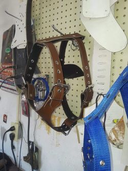 Dog harnesses/Pecheras para perros