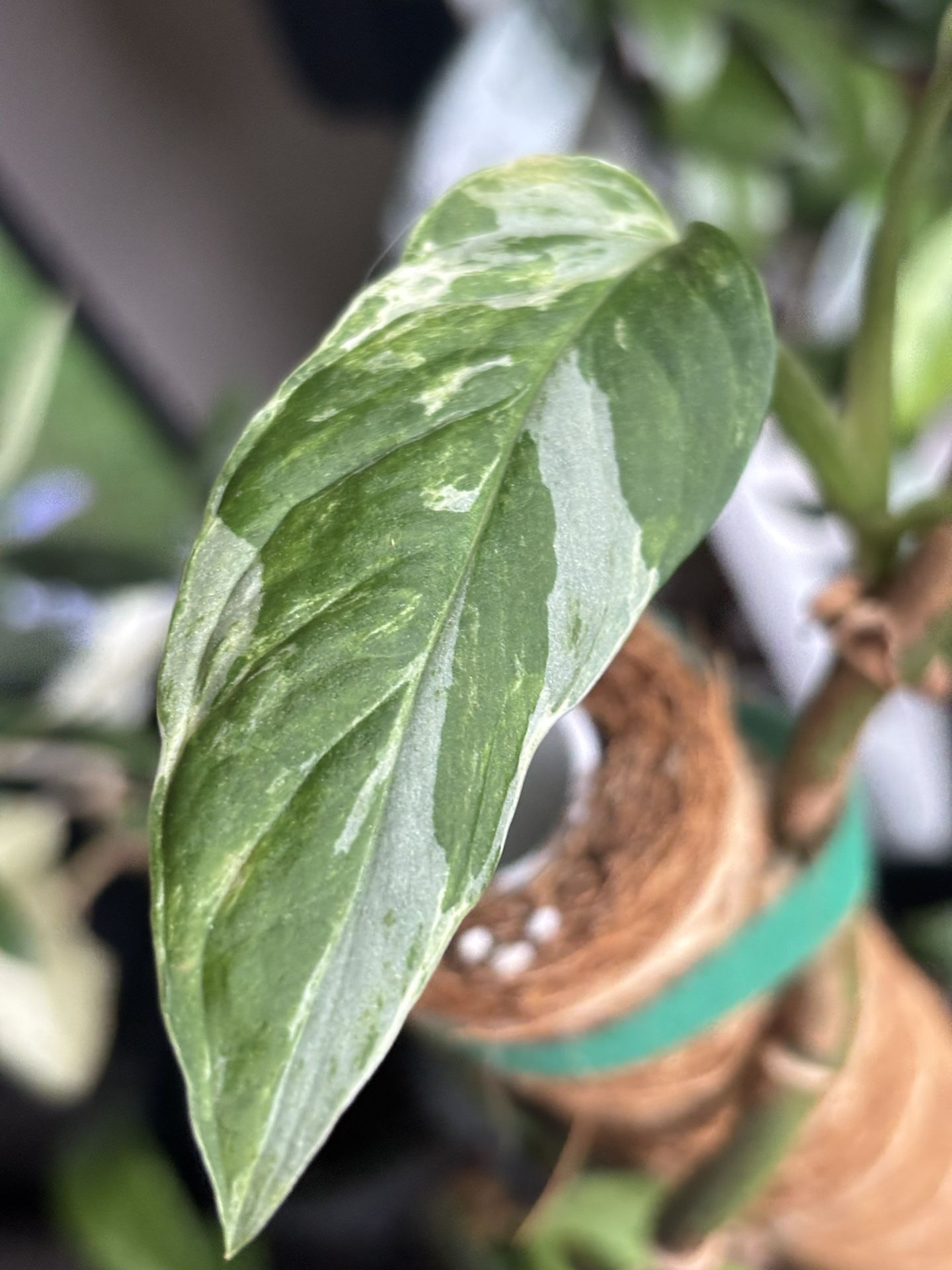 Variegated Monstera Mint Adansonii 