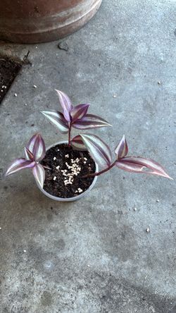 Tradescantia zebrina/wondering jew