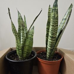 Snake Plant 