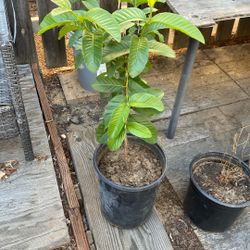 Guayaba