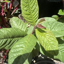 Guaba Tree