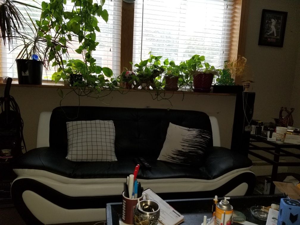White and Black Sofa Set