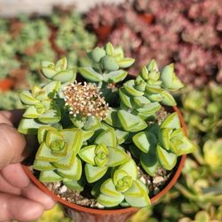 Succulent
