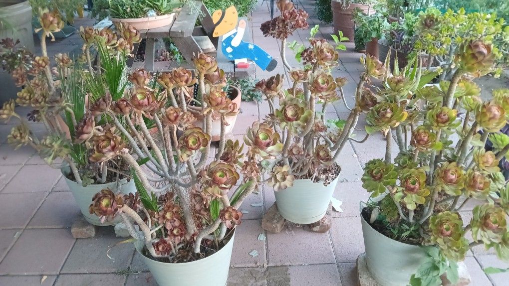 Plants