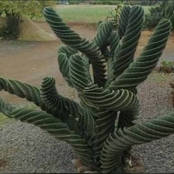 Spiral Cactus  🌵🔩🌪️