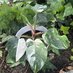 White Princess Philodendron