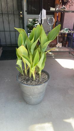 Canna Lily Plant