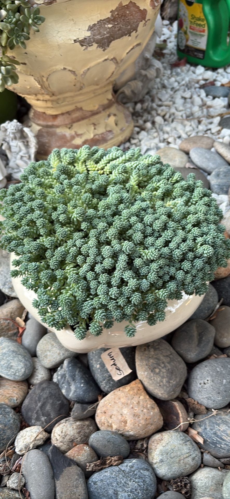Sedum Plant