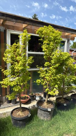 Sangu Kaku Maple Tree